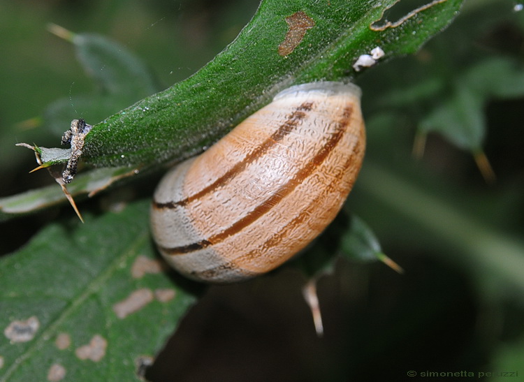 Gasteropoda dell''Impruneta: Eobania vermiculata